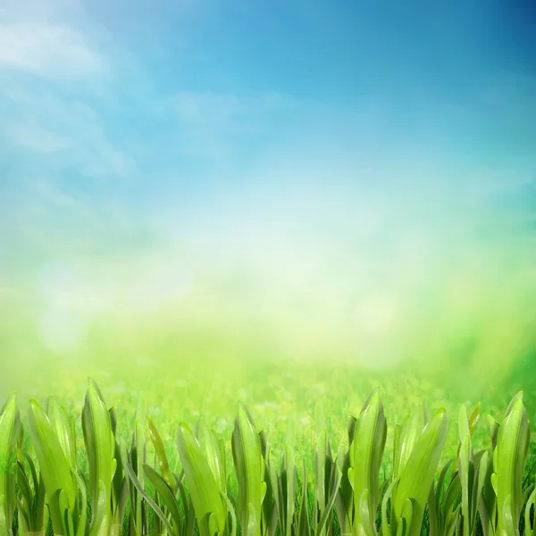 Summer sunny field — Stock Photo, Image