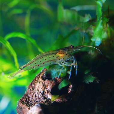 Amano karides