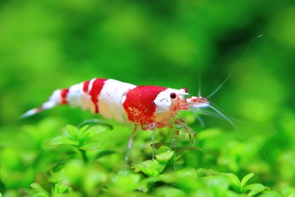 Camarão de cristal vermelho — Fotografia de Stock