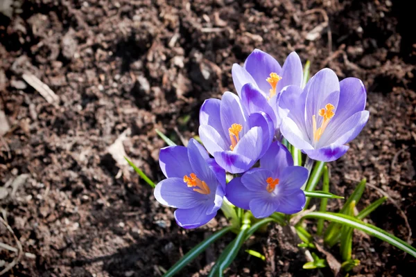 Crocus blommor — Stockfoto