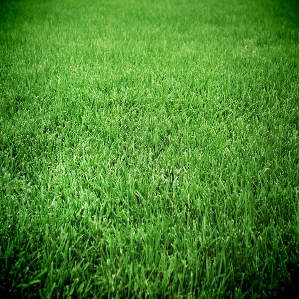 Gras — Stockfoto