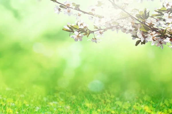 Kersenboom in het voorjaar — Stockfoto