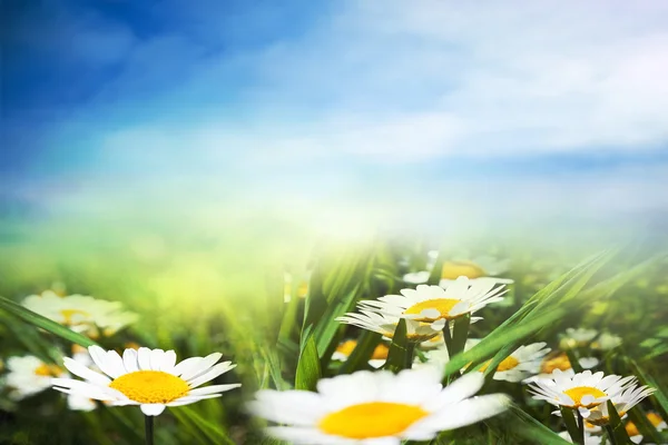 Chamomile sunny field — Stock Photo, Image