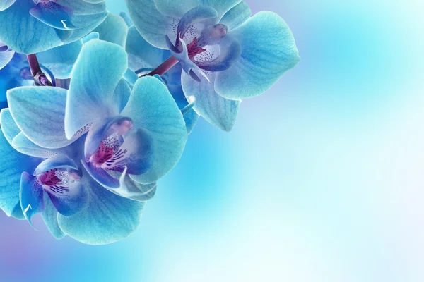 Orchideenblüten — Stockfoto