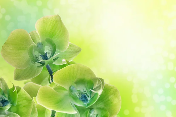 Зеленые орхидеи — стоковое фото