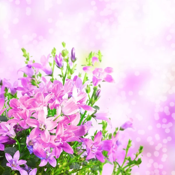 Campanula flowers — Stock Photo, Image