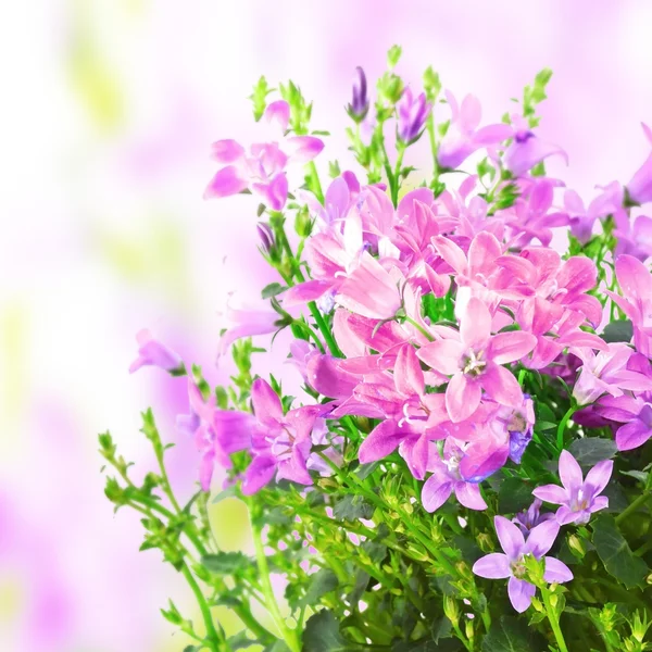 Voorjaarsbloemen — Stockfoto