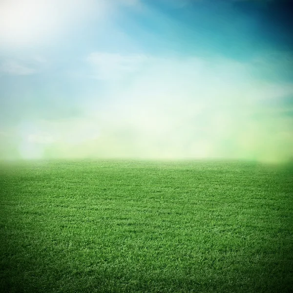 Grass field in sunlight — Stock Photo, Image