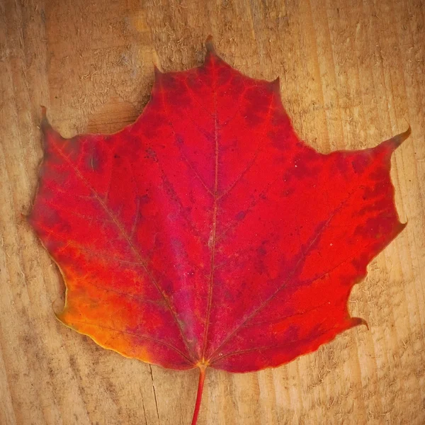 Maple leaf — Stock Photo, Image