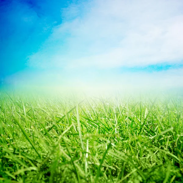 Spring sunny field — Stock Photo, Image