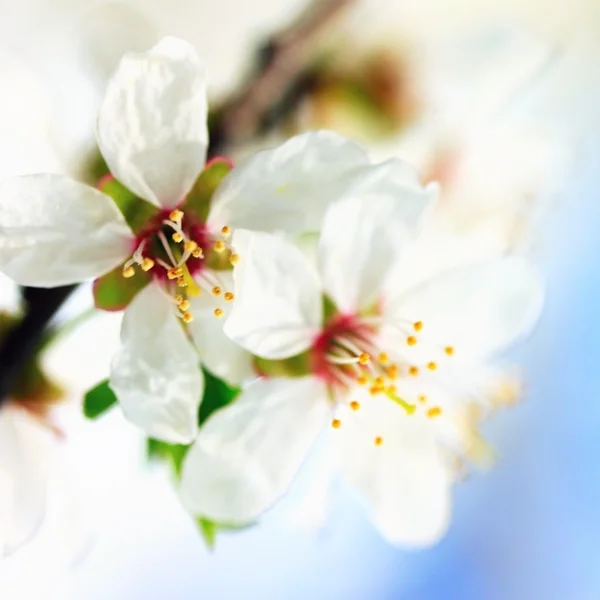 Plum bloemen — Stockfoto