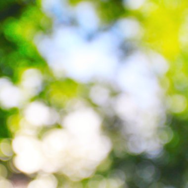 Güneşli yaprak arka plan