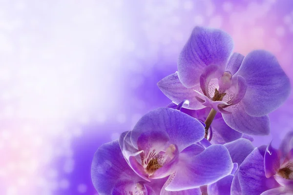 Orchideenblüten — Stockfoto