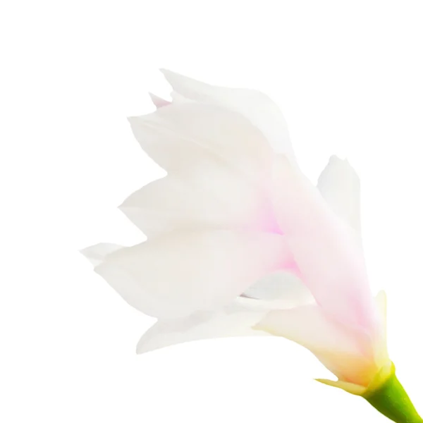 Kaktusblüte — Stockfoto