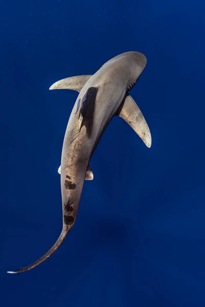 Bahamas Cat Island Tiburón Oceánico Etiqueta Blanca Carcharhinus Longimanus — Foto de Stock