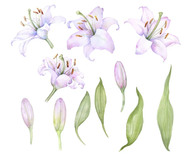 White Pink Lilies Set Watercolor Elements Flowers Buds — Stockvektor