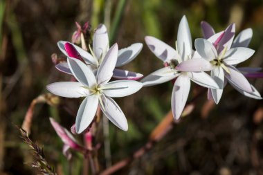 Sickle Evinglily (Hesperantha falcata) bitkisinin güzel beyaz çiçeklerine yakın çekim