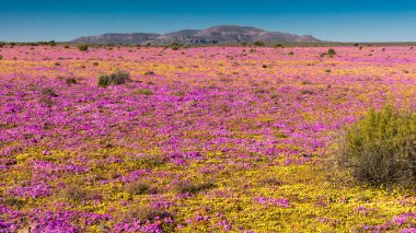 Namaqualand çiçek mevsiminde büyüyen karışık kır çiçeklerinin geniş bir görüntüsü ve uzaktaki bir dağ