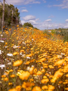 Yol kenarında yetişen turuncu papatyalar Batı Yakası çiçek mevsimi