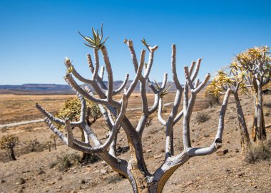 Titrek Ağaç Ormanı (Aloidendron ikilemi) Karoo Çölü 'nde dallara yakın.