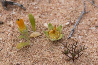 Kapalı olan Sandfigs Makroskobu (Cleretum Cins) portakal çiçekleri
