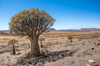 Titrek Ağaç Ormanı (Aloidendron ikilemi) Karoo Çölü 'nde 