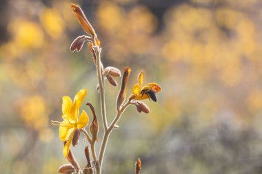 Kelebeğin sarı çiçekleri (Wachendorfia paniculata) çiçeklerden birinde bal arısı ile