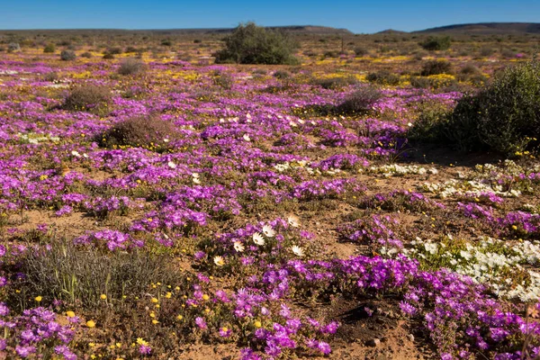 Large Display Wildflowers Growing Namaqua Flower Season — Stock Photo, Image