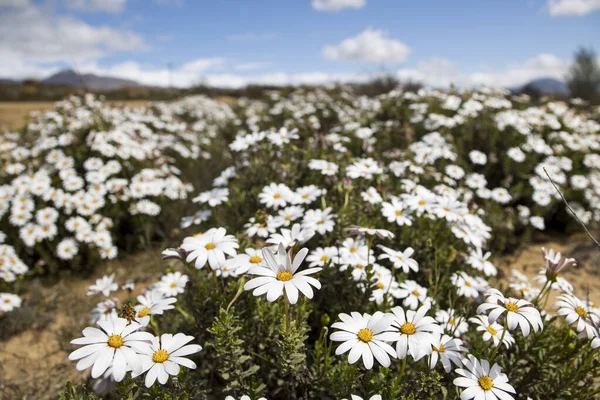 Margaridas Brancas Exibição Grande Campo Flores Temporada Flores Namaqualand — Fotografia de Stock