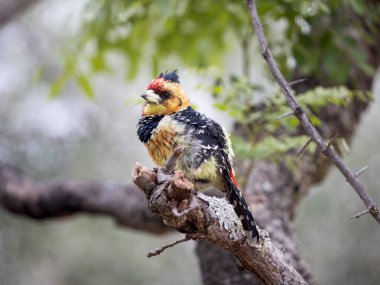 Tüyleri kabarık bir ağaçta oturan renkli bir Barbet (Trachyphonus vaillantii)