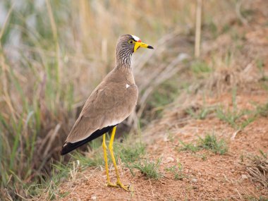 Afrika sarkık kanat (Vanellus senegallus) kuşu yerde duruyor
