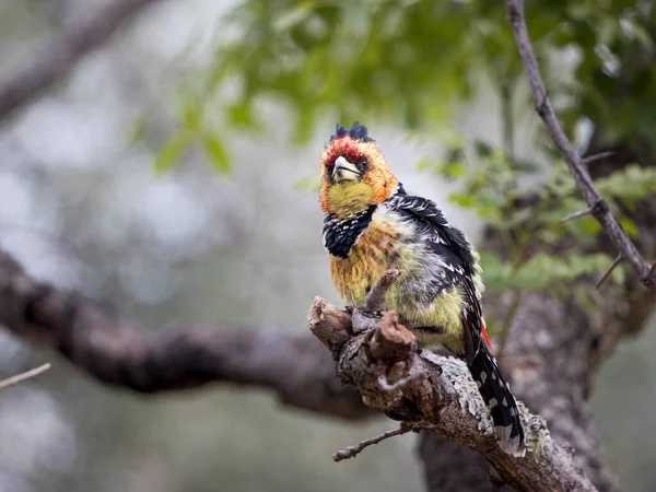 Colorido Crested Barbet Trachyphonus Vaillantii Sentado Árbol Con Sus Plumas — Foto de Stock