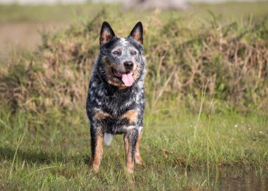 Genç erkek Avustralya Sığır Köpeği (Blue Heeler) kameraya bakan çim tarlasında duruyor