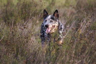Genç erkek Avustralya Sığır Köpeği (Blue Heeler) tarlada tetikte