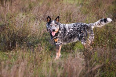 Genç erkek Avustralya Sığır Köpeği (Blue Heeler) tarlada tetikte