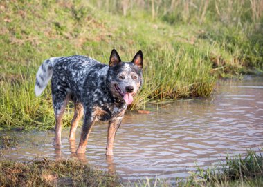 Genç erkek Avustralya Sığır Köpeği (Blue Heeler) bir gölde kameraya bakıyor.