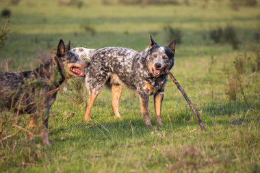 Genç erkek Avustralya Sığır Köpeği (Blue Heeler) bir sopa çiğniyor ve oynuyor
