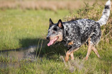 Genç erkek Avustralya Sığır Köpeği (Blue Heeler) bir gölette yürüyor