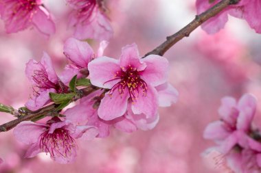 Şeftali ağacı bahçesi çiçek açmış, güzel pembe çiçeklere yakın çekim 