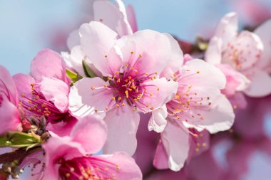 Şeftali ağacı bahçesi çiçek açmış, güzel pembe çiçeklere yakın çekim 
