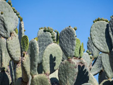 Dikenli armut (Opuntia) kaktüs yaprakları gelişmekte olan meyveler ve mavi gökyüzü arkaplanı