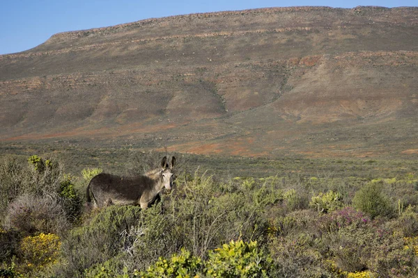 背後に山のあるカロの風景の中に立つ野生のロバ — ストック写真