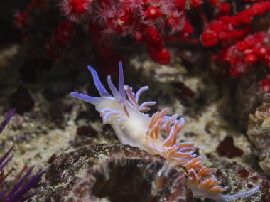 Coral nudibranch underwater (Phyllodesmium horridum) moving on the reef reaching up with its head. Orange body, curved cerata with orange coloration.