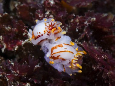 Two Fiery nudibranchs or sea slugs underwater (Okenia amoenula) sitting together with an egg mass. White bodies with orange lines and patches, numerous yellow tipped appendages.