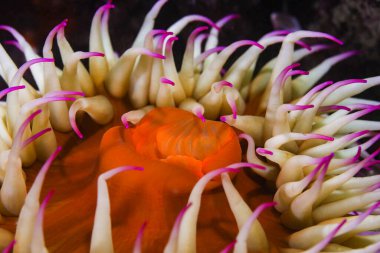 A close-up of a False plum anemone underwater (Pseudactinia flagellifera) with an orange body and cream tentakles with mauve tips.