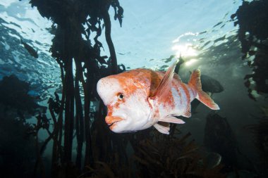 A Red stumpnose fish underwater (Chrysoblephus gibbiceps) between kelp with a white body and red to orange color blotches.