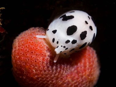 A white Cowrie underwater (Cypraea) with black blotches sitting on the reef facing the camera.