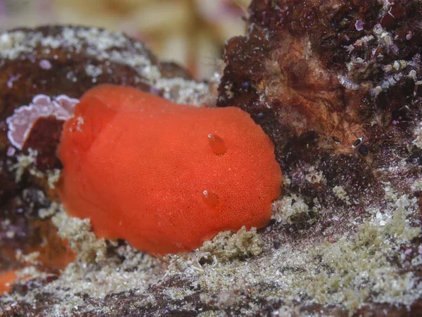 Orange Dorid Sea Slug Rostanga Elandsia Underwater Reef — стоковое фото