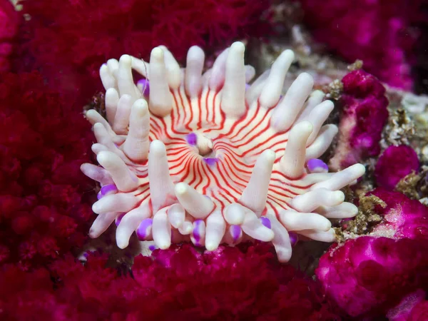 Close Violet Spotted Anemone Underwater Anthopleura Stephensoni White Orange Red — Photo