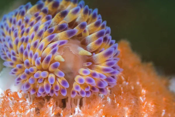 Close Gas Flame Nudibranch Sea Slug Bonisa Nakaza Underwater Facing — Stock Photo, Image